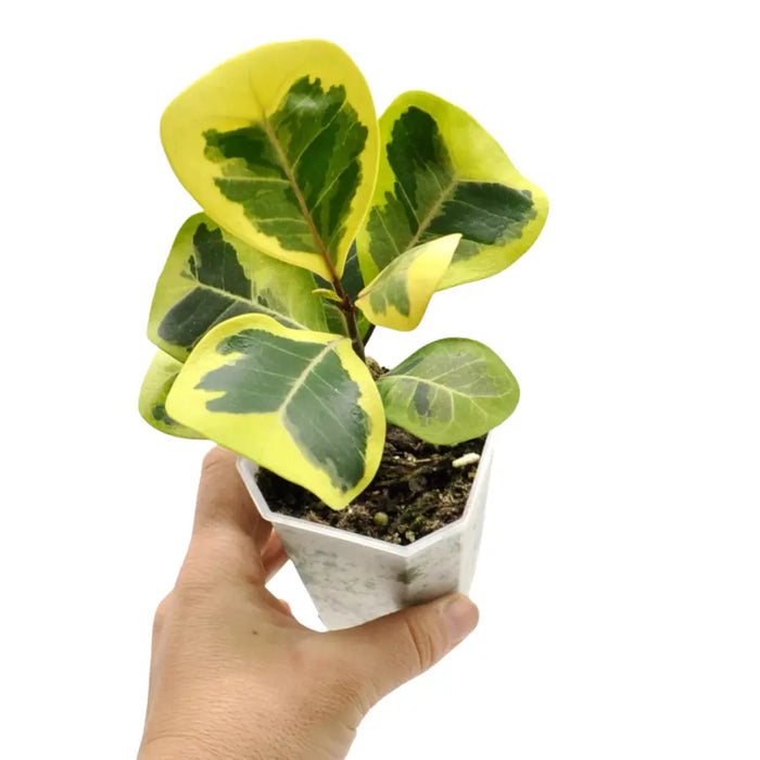 Variegated Ficus triangularis Aurea