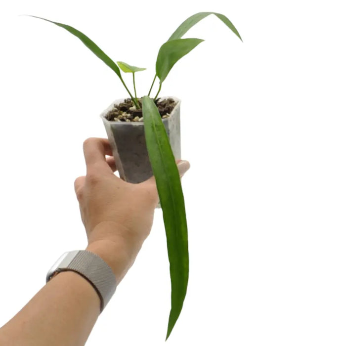 Anthurium vittarifolium