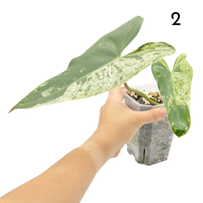 Philodendron Ilsemanii Variegata