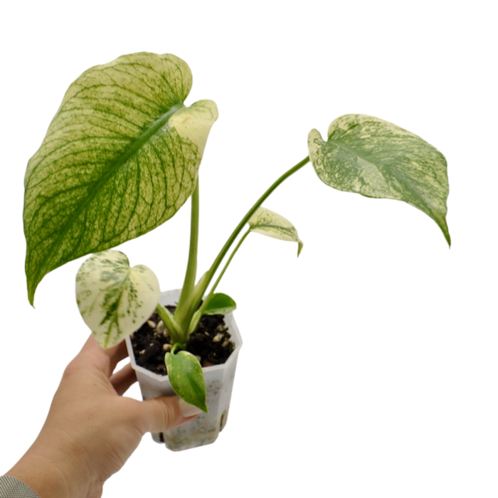 Monstera Deliciosa Mint Variegata
