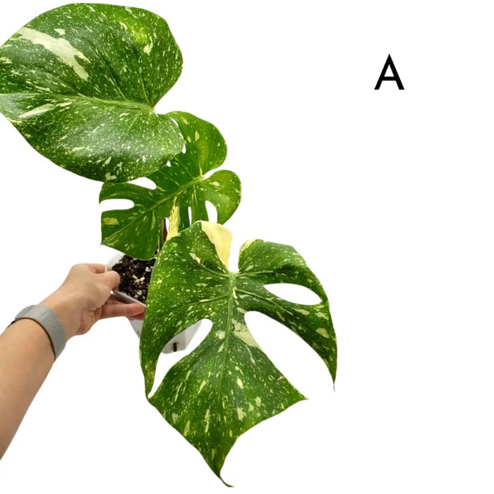 Monstera Deliciosa 'Thai Constellation'