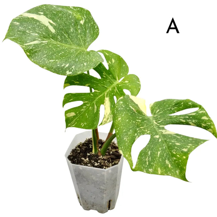 Monstera Deliciosa 'Thai Constellation'