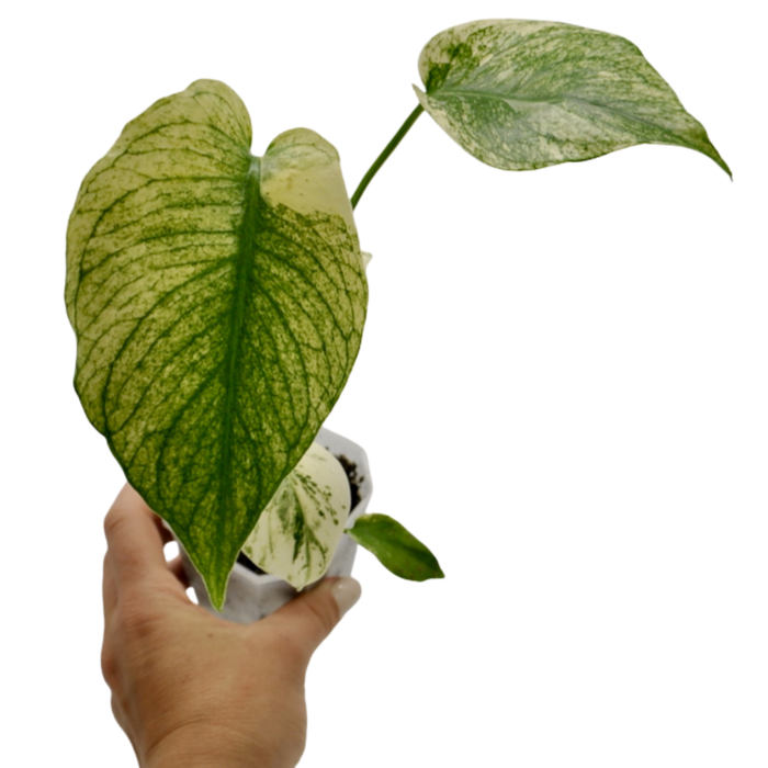 Monstera Deliciosa Mint Variegata