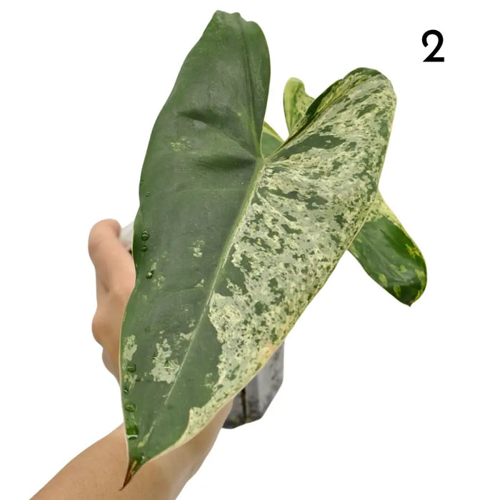 Philodendron Ilsemanii Variegata