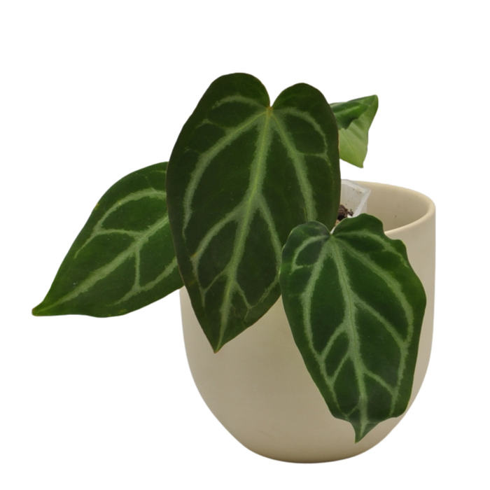 Anthurium magnificum x