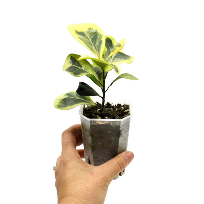Variegated Ficus triangularis Aurea