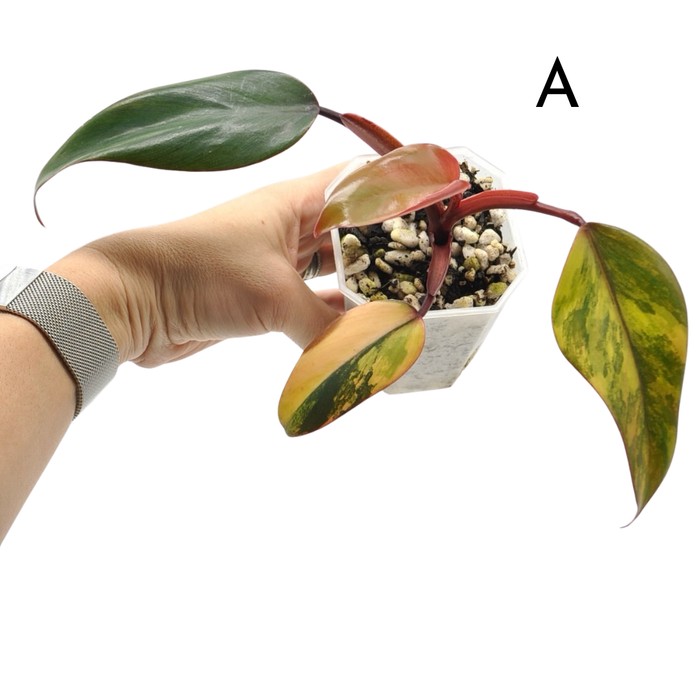 Philodendron Strawberry Shake