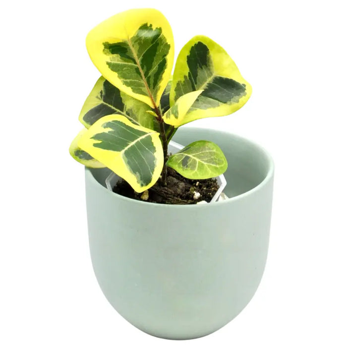 Variegated Ficus triangularis Aurea