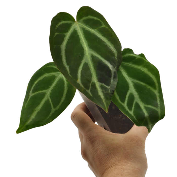 Anthurium magnificum x