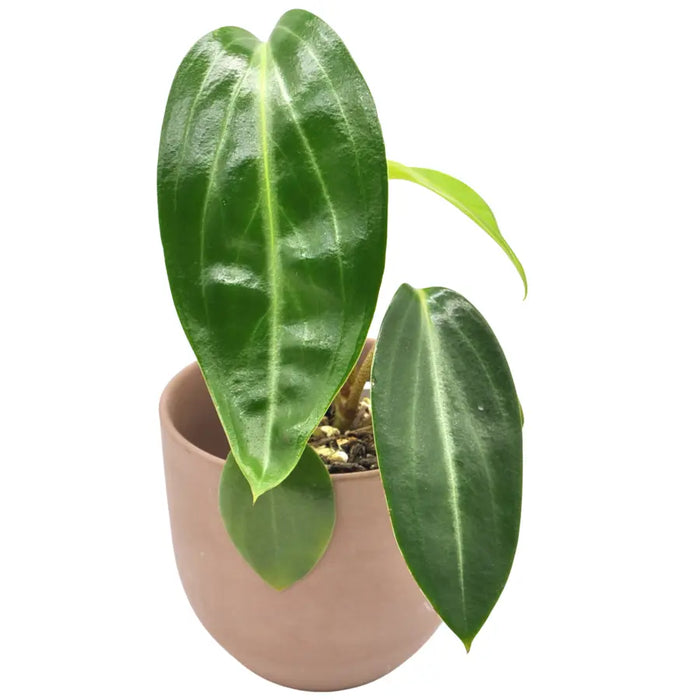 Peperomia maculosa