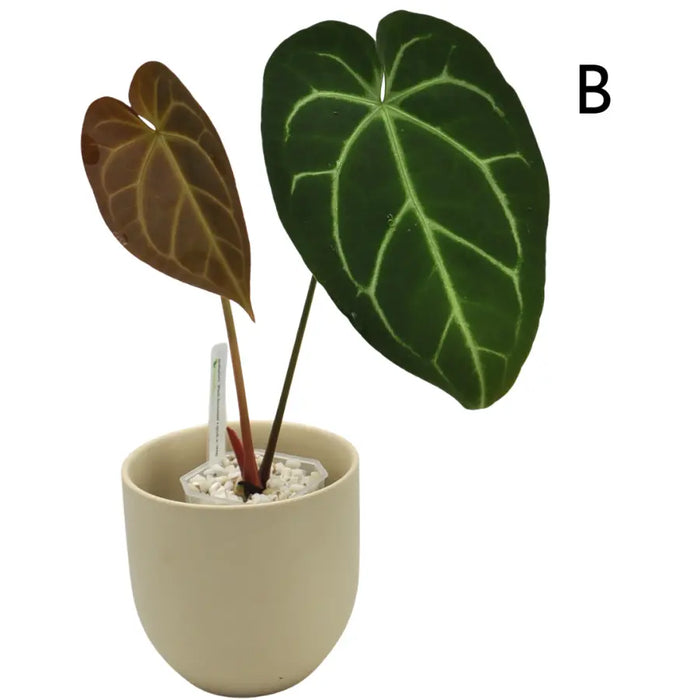 Anthurium  'Black Sensation' x (probably with Magnificum)