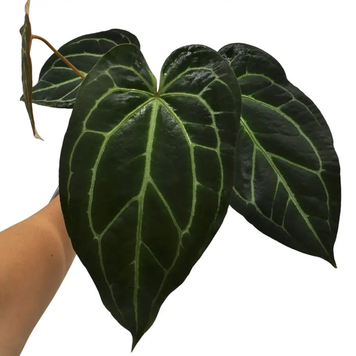Anthurium Crystallinum x (hydro)