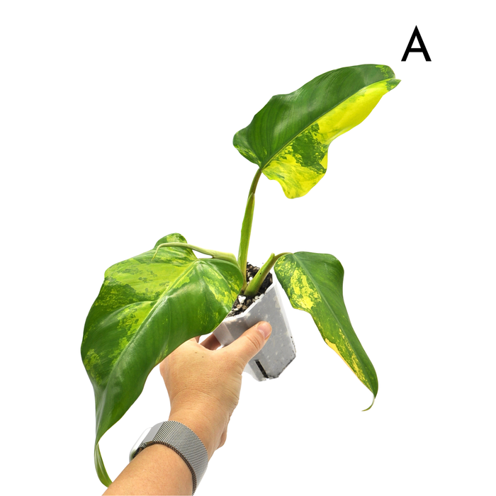 Philodendron Domesticum Variegata
