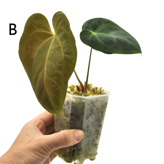 Anthurium Hoffmannii x