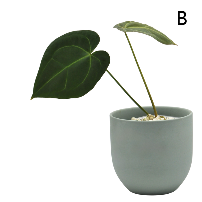 Anthurium Dark Complex x Black noID