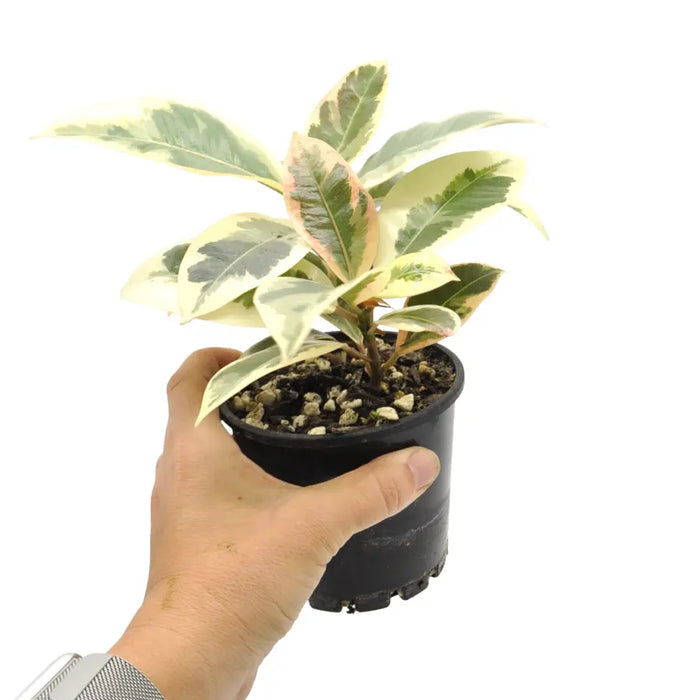 Ficus tineke