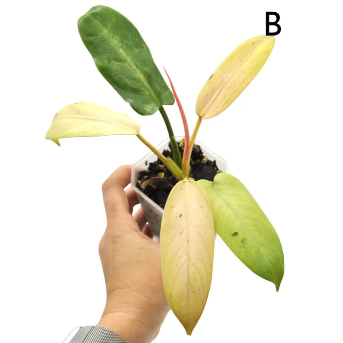 Philodendron Whipple Way
