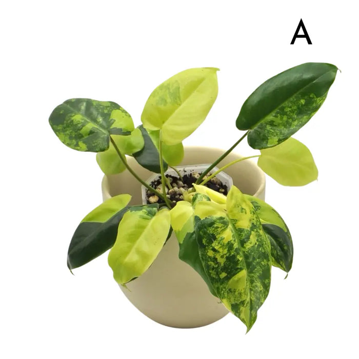 Variegated Philodendron Burle Marx