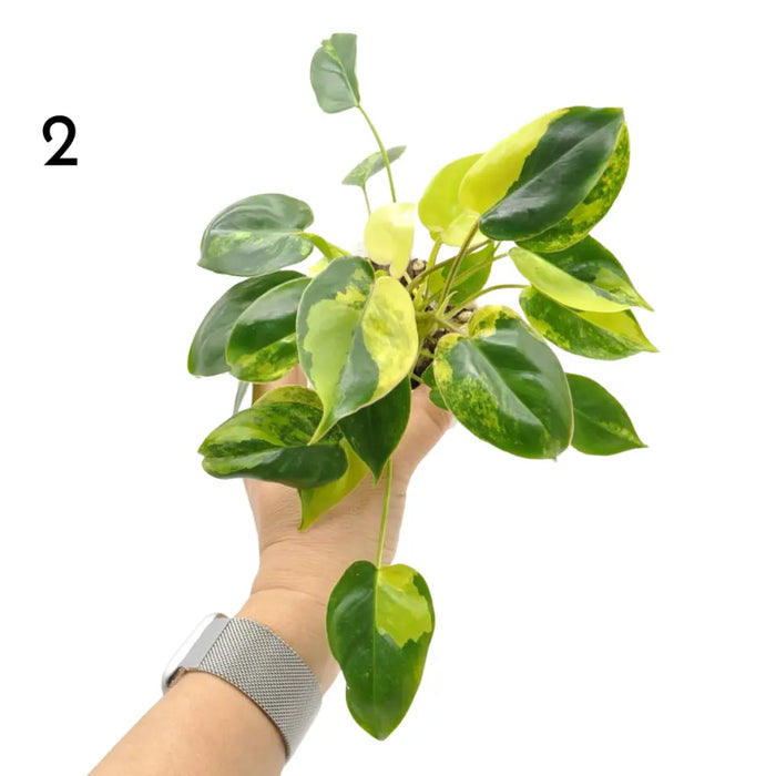 Variegated Philodendron Burle Marx