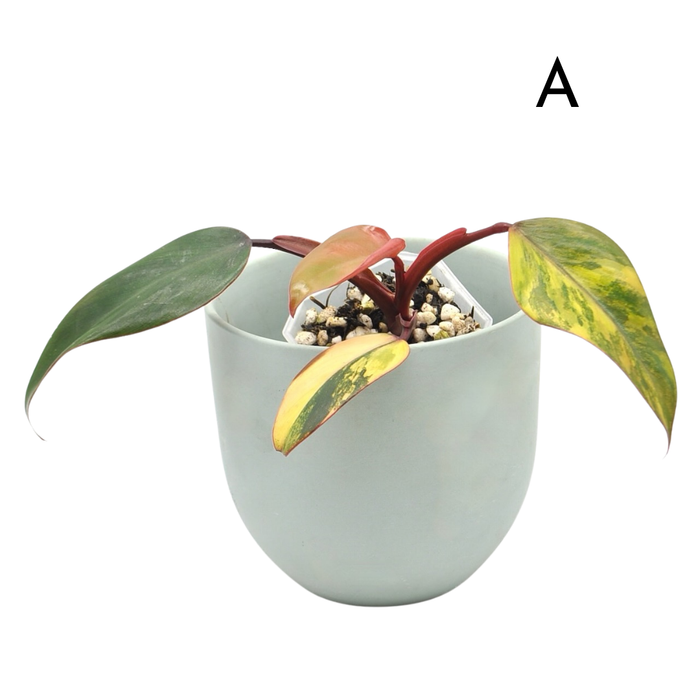 Philodendron Strawberry Shake