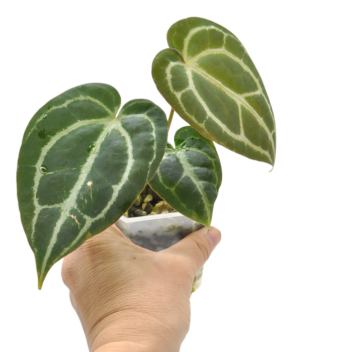 Anthurium NoID x Wild Crystallinum