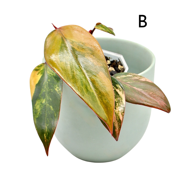 Philodendron Strawberry Shake