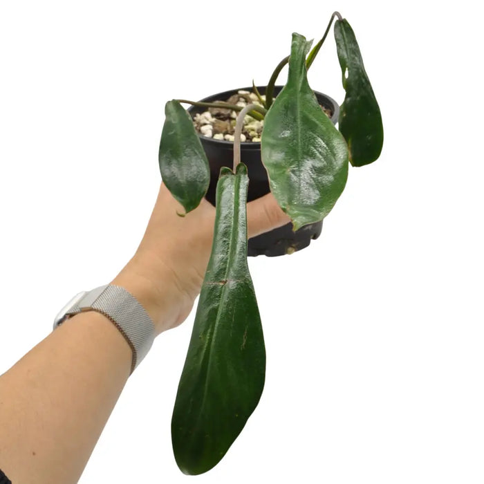 Philodendron joepii