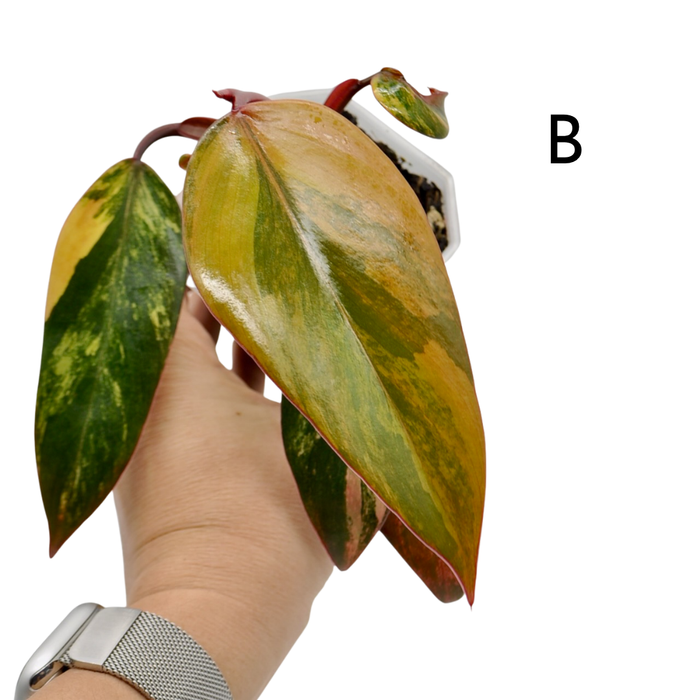 Philodendron Strawberry Shake