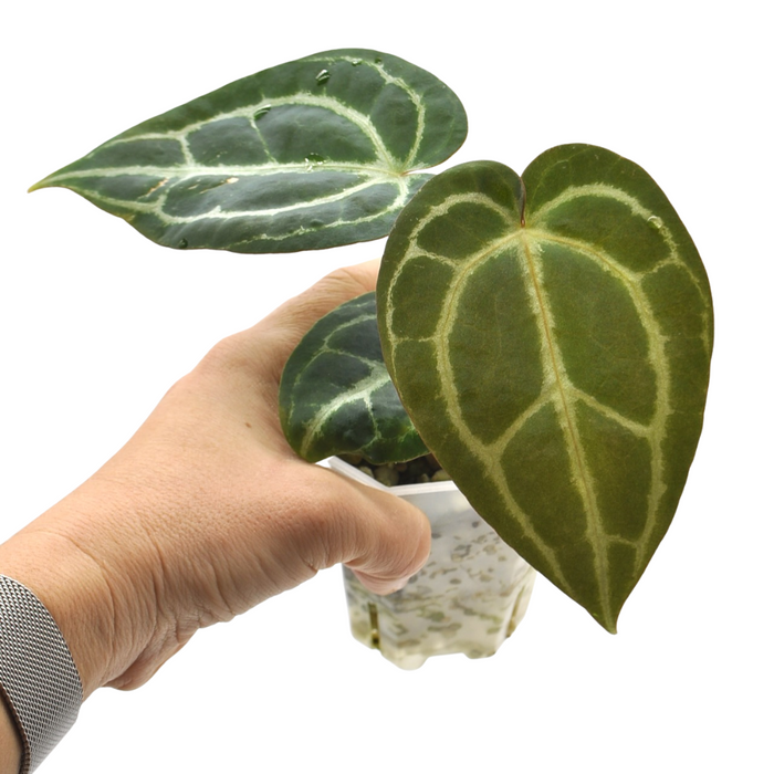 Anthurium NoID x Wild Crystallinum