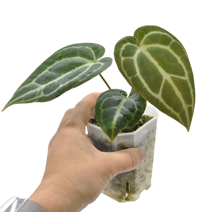 Anthurium NoID x Wild Crystallinum