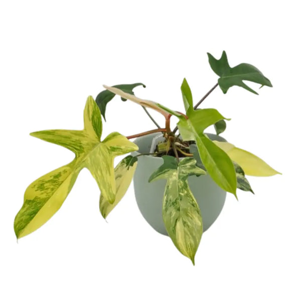 philodendron florida beauty australia Philodendron Florida Beauty – Rare Variegated Aroid — Green My Space
