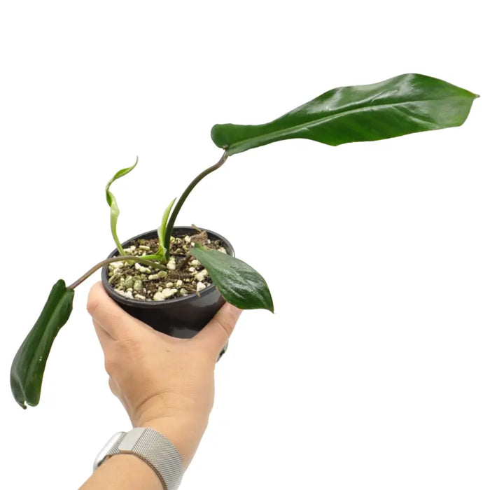 Philodendron joepii
