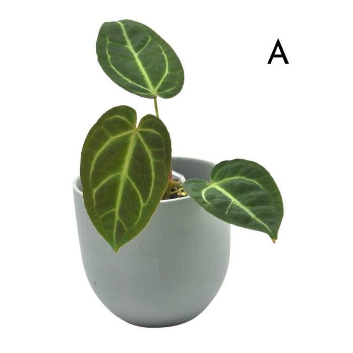 Anthurium magnificum (pure)