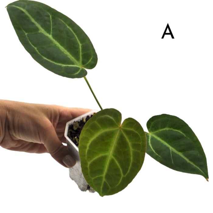 Anthurium magnificum (pure)