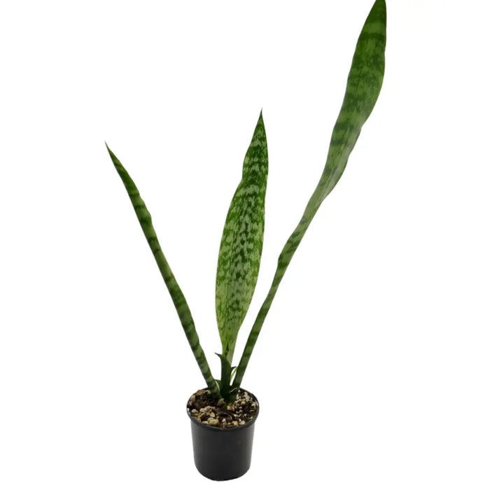Sansevieria trifasciata