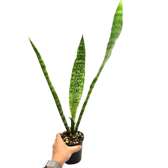 Sansevieria trifasciata