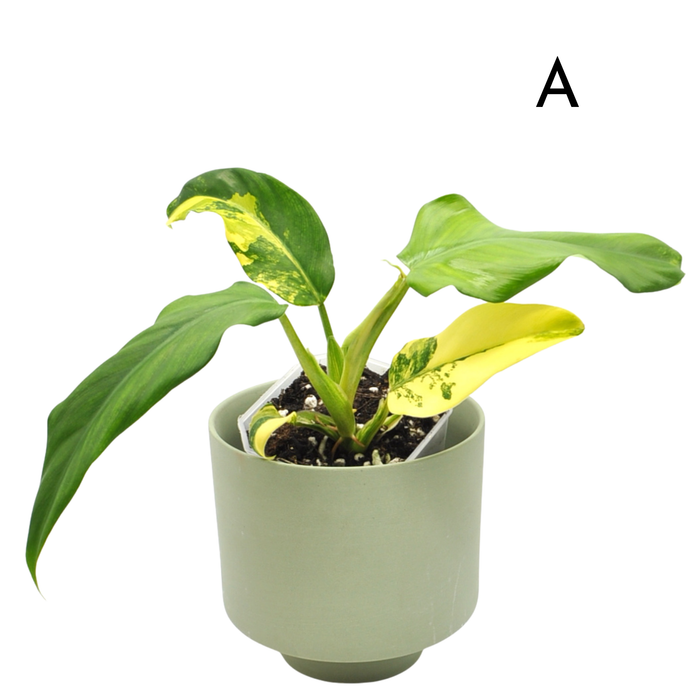 Philodendron Domesticum Variegata