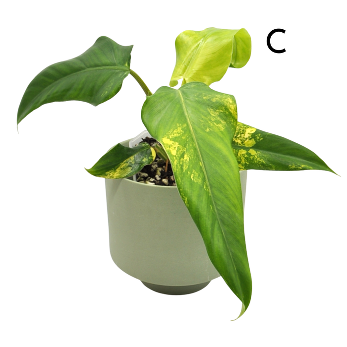 Philodendron Domesticum Variegata