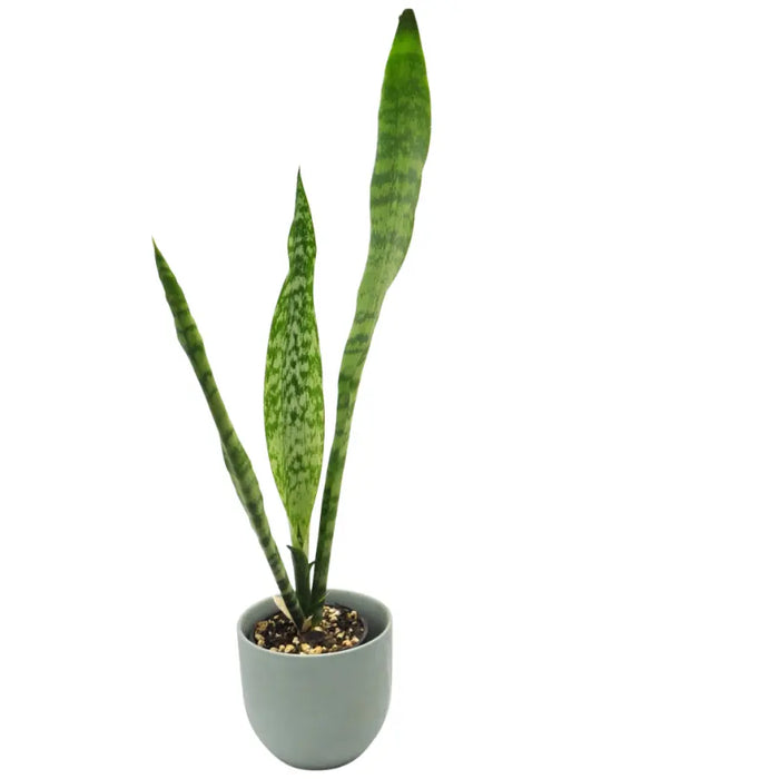 Sansevieria trifasciata