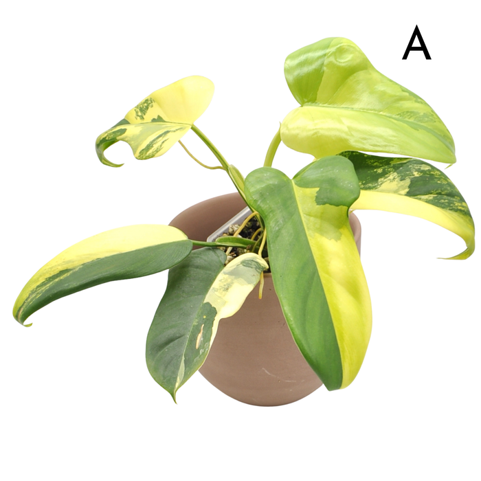 Philodendron Bipennifolium Variegata