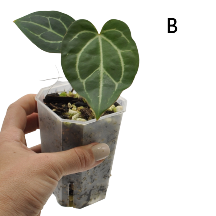 Anthurium magnificum (pure)