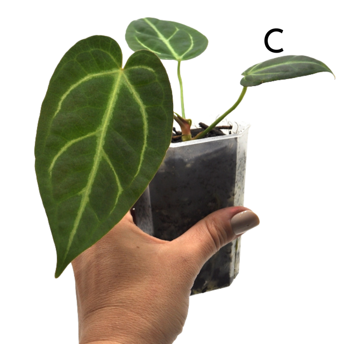 Anthurium magnificum (pure)