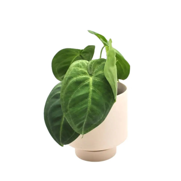 Syngonium Frosted Heart – Compact Plant with Silvery Green Leaves — Green  My Space