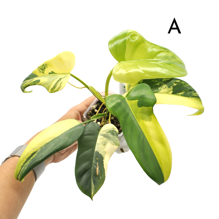 Philodendron Bipennifolium Variegata