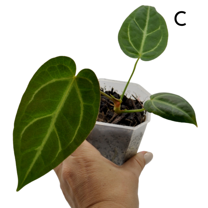 Anthurium magnificum (pure)