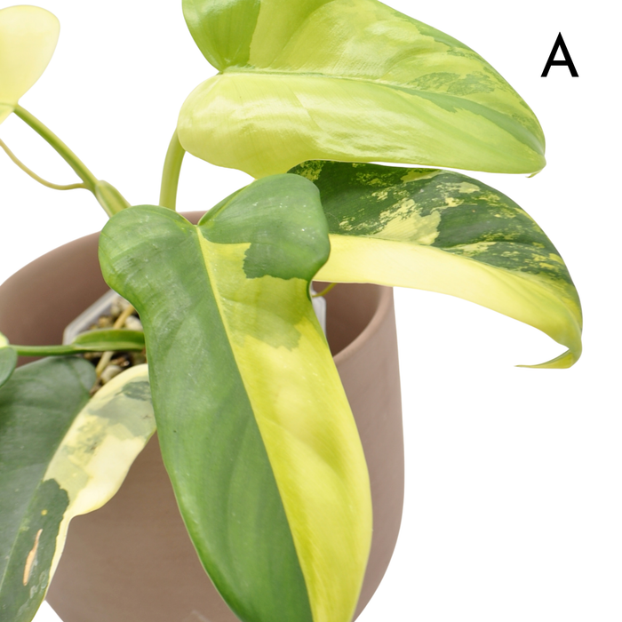 Philodendron Bipennifolium Variegata