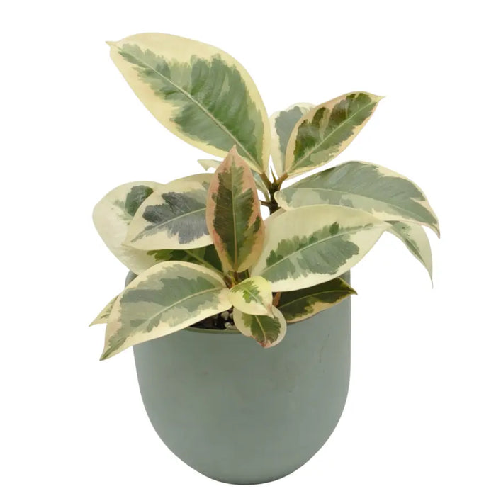 Ficus tineke
