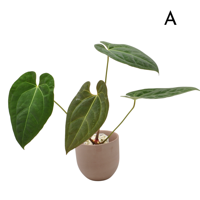 Anthurium magnificum x BHP