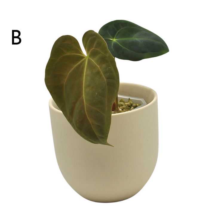 Anthurium Hoffmannii x