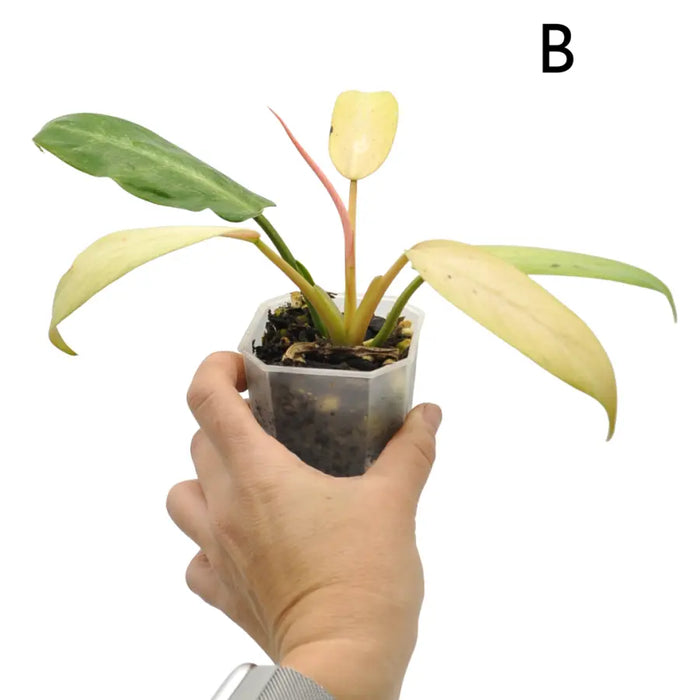 Philodendron Whipple Way